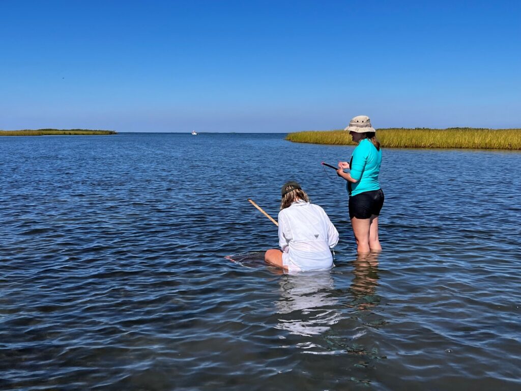 Two SWCA staff mapping the current extent and documenting the species composition and relative density of the seagrass beds stading in water at knee length with vegetation in the background.