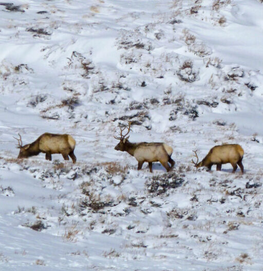 Three adult elk with antlers on a snow covered hillside.