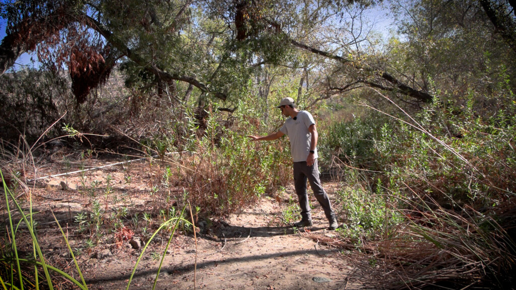 A person is seen in the middle of vegetation, trees and shrubs. 