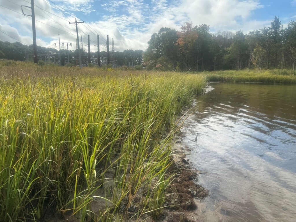 Vegetation growing along the Acushnet River with Transmission line and trees in the background.