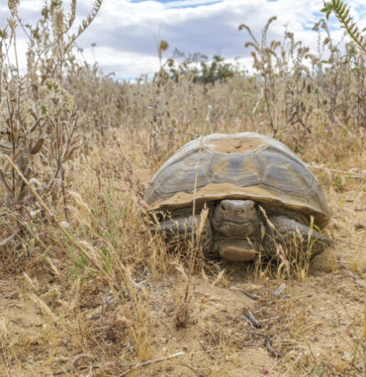 A desert tortoise in its wild habitat.