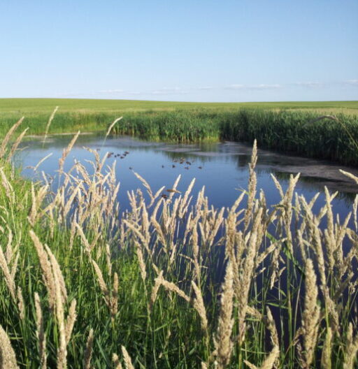 Nature scene of a marshy pond with tall ornamental grasses in the foreground and a pond with ducks in the background.