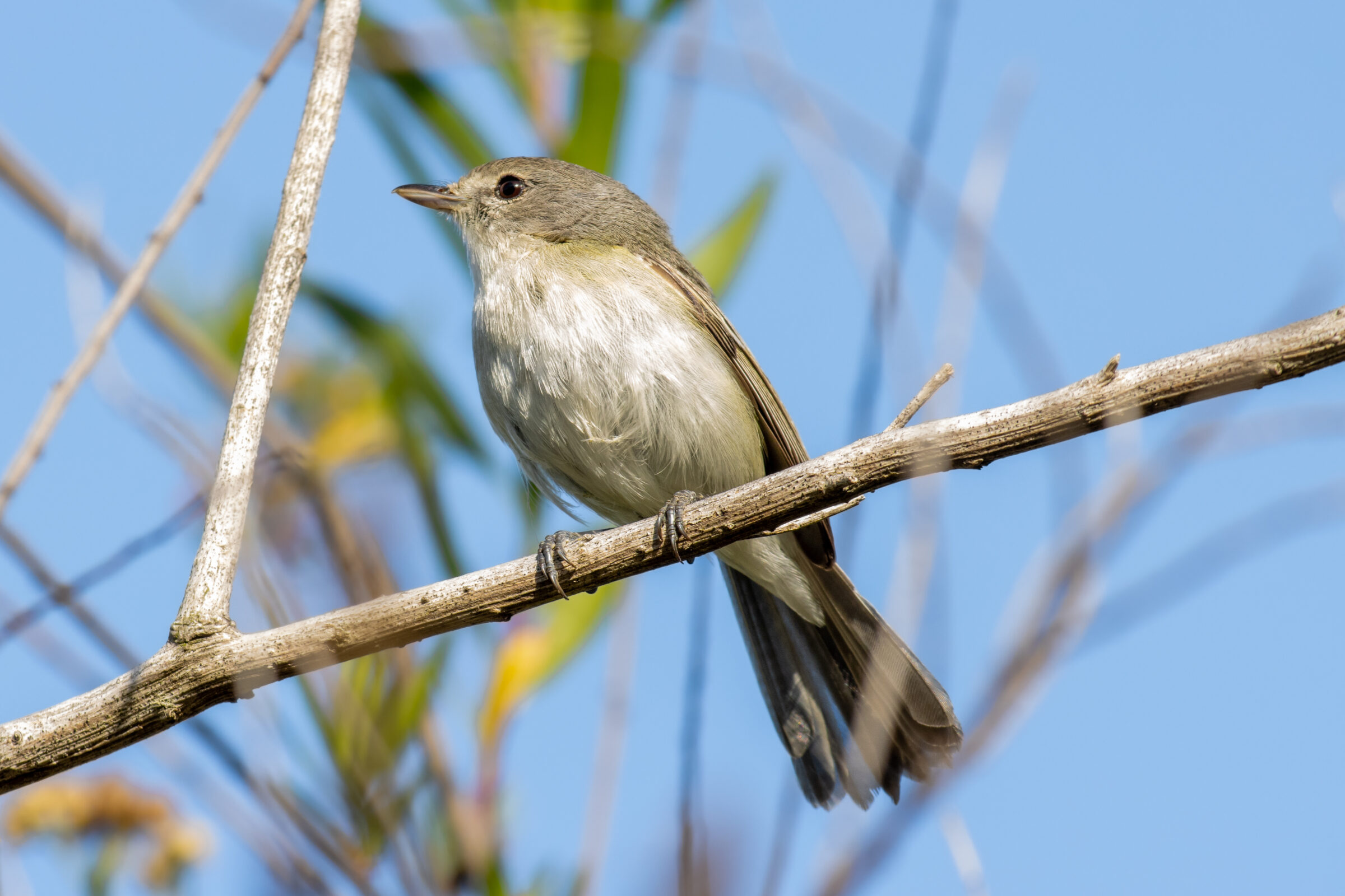 Least Bell's Vireo bird Perched in Tree