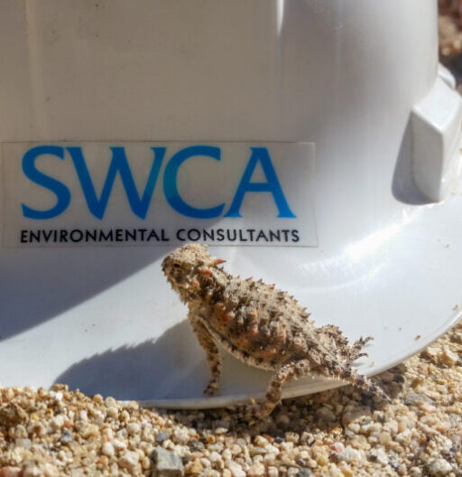 A horned lizard crawls on an SWCA hard hat in the sand.