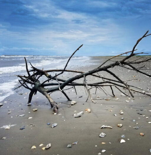 Seashore with shells and a dead branch on the sand.