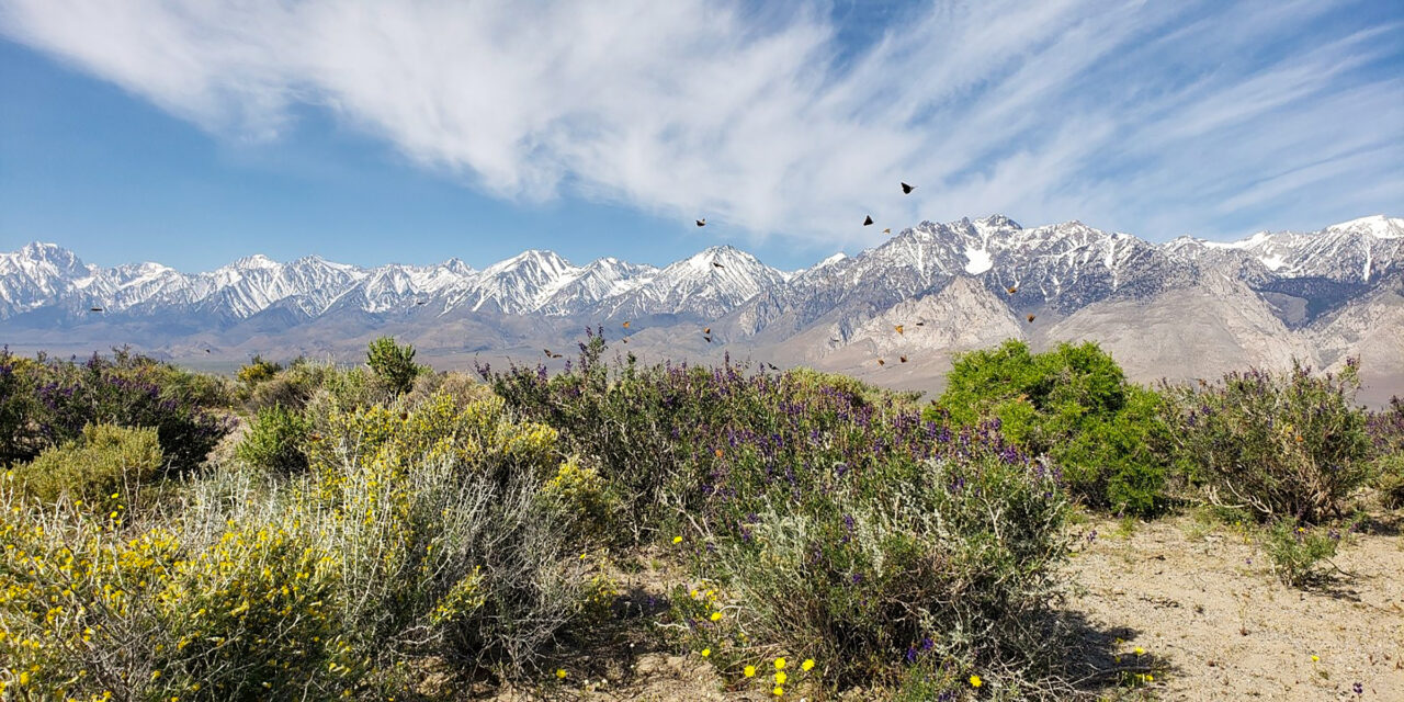Butterflies in the wild open of scrub brush and jagged snow capped mountains.