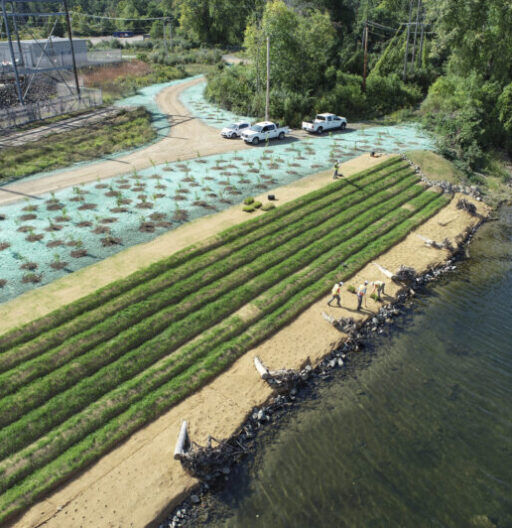 A living shoreline featuring terraced, vegetated slopes leading down to water.
