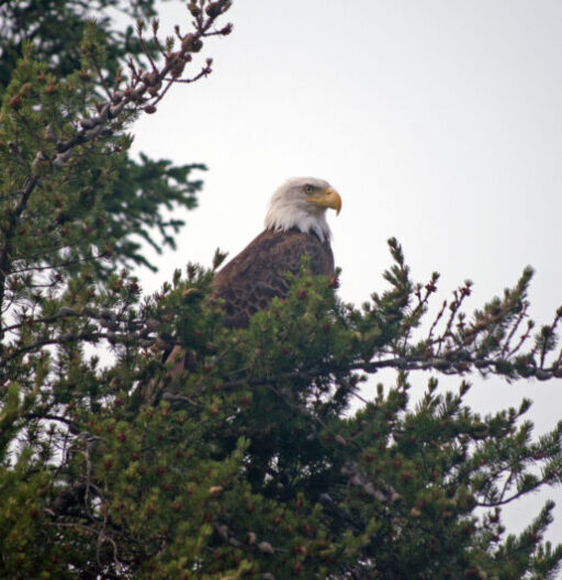 A Bald Eagle perched near the top of an evergreen tree.