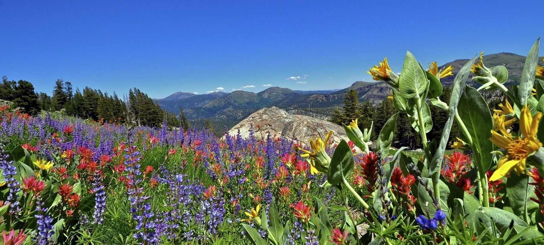 High alpine wildflower field with mountains in the distance.