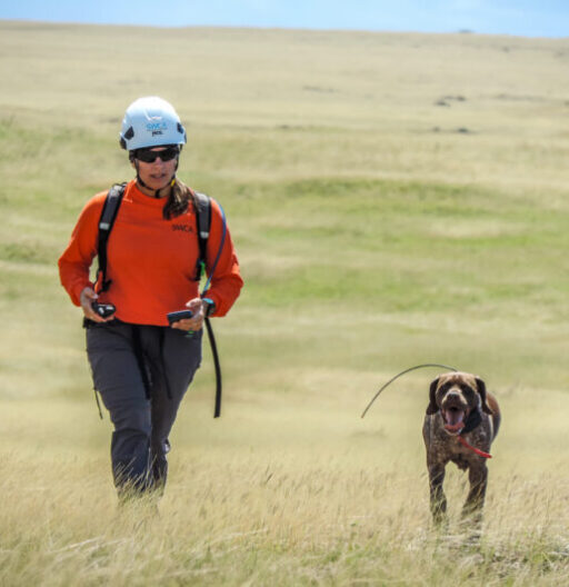 A person in a hard hat and orange SWCA jersey with a working dog, walking in a grassy field toward the camera.