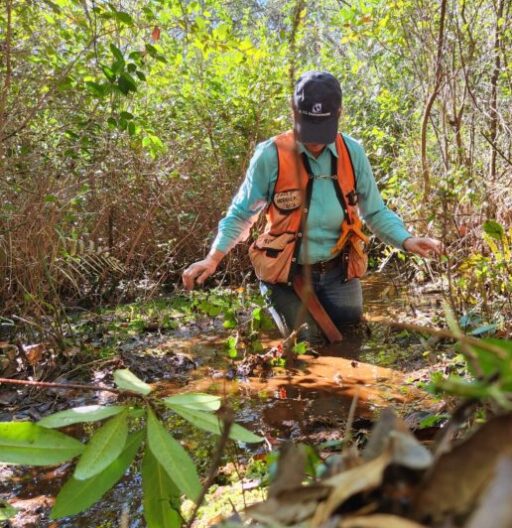 Woman in an orange safety vest and cap walks knee-deep through swampy water with dense vegetation.
