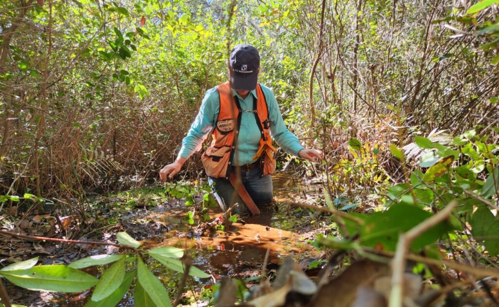 Field worker stands thigh deep in swamp water