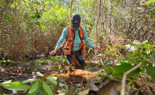 Field worker stands thigh deep in swamp water