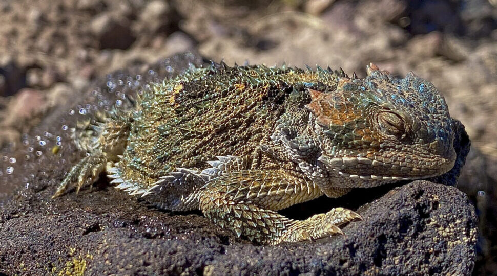 Horned lizard