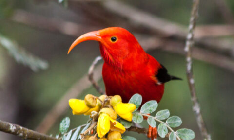 Small red bird with black wings and a long beak sitting on a small branch with green and yellow petals.