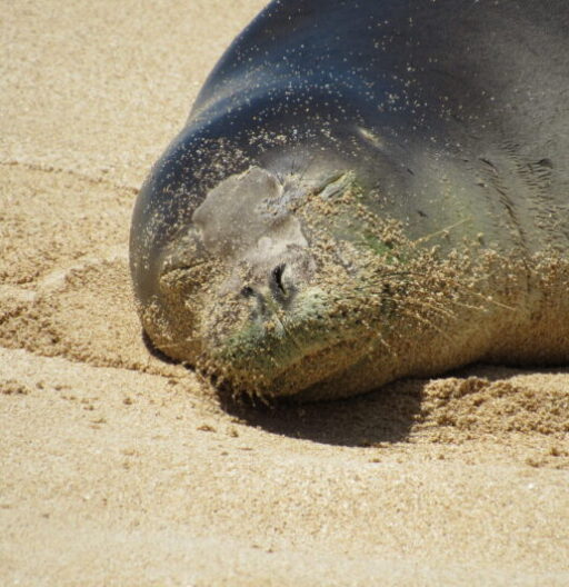 A seal sunbathes on the sand.