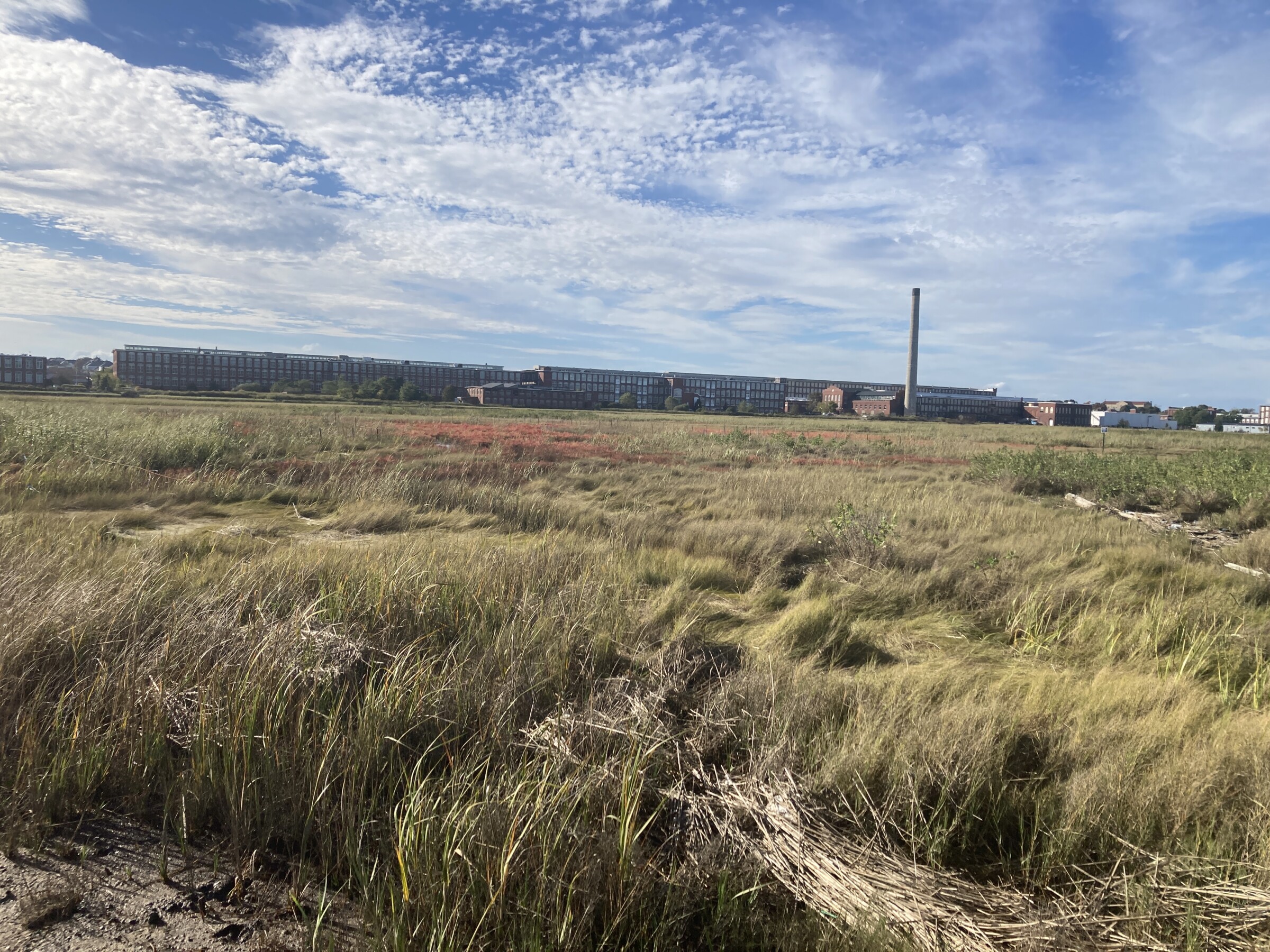 Image of a salt marsh with buildings in the background.