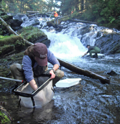 A field employee at a rushing river inspects the fish caught in a net.