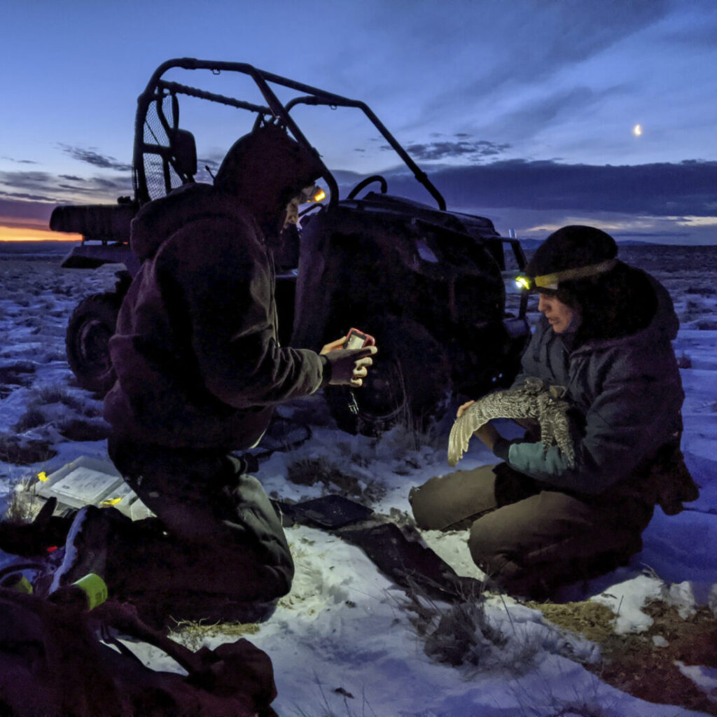 One person kneeling and taking a picture of a bird that is in the hands of another person sitting in snow in front of an off-road vehicle.