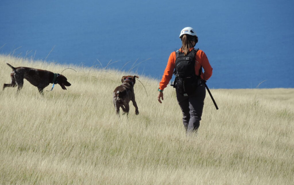 Employee in the field with canines conducting surveys.