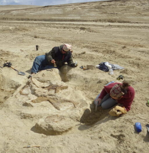 Two paleontologists at a dig site in the desert.