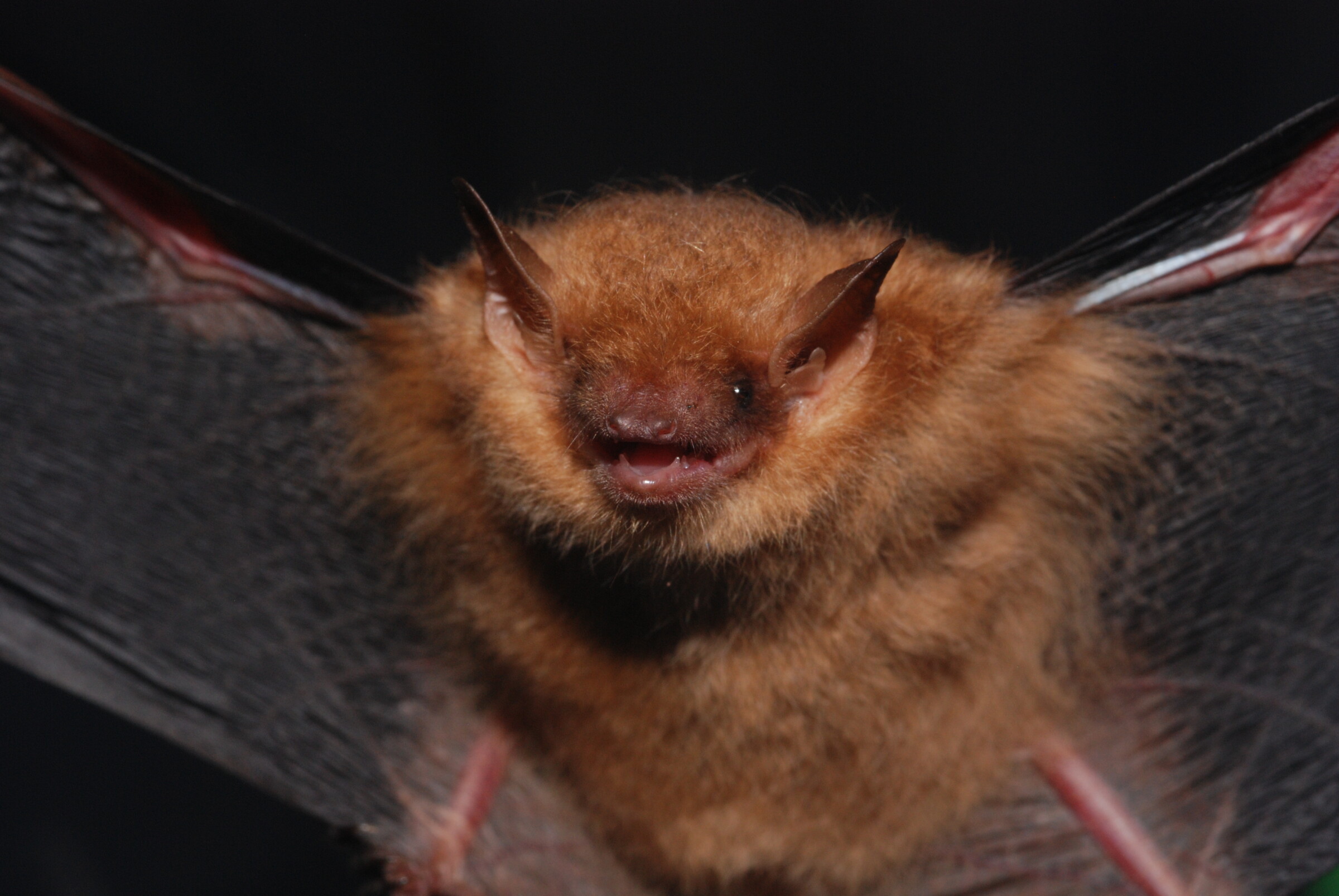 Close-up of a tri-colored bat
