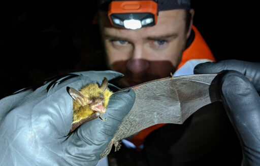In dark surroundings, hands hold a bat and extend its wing for examination.