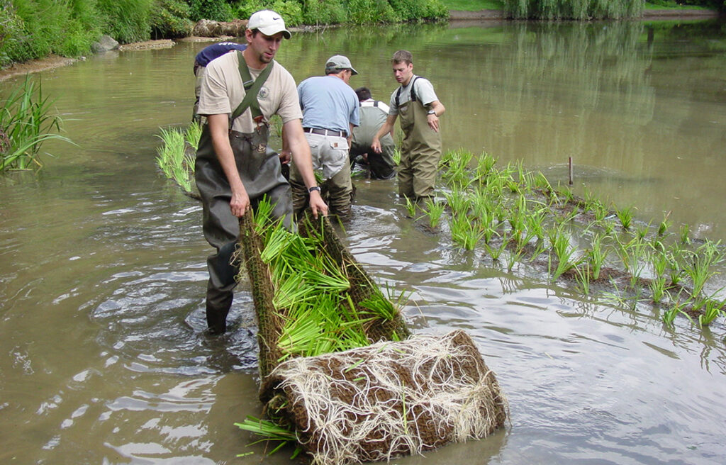 Several people wearing waders work in a body of shallow water. One man rolls out vegetation to plant it.