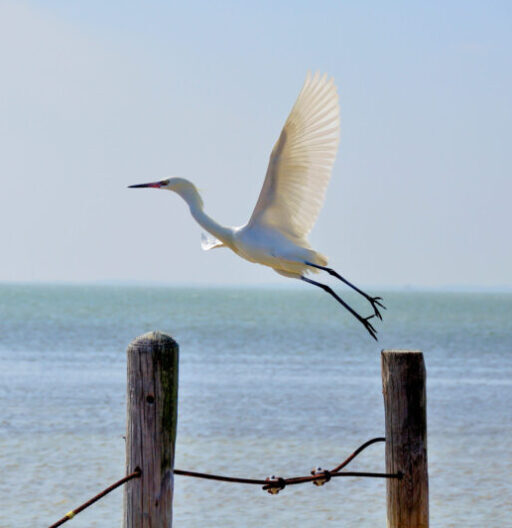 White egret in flight at the ocean pier.