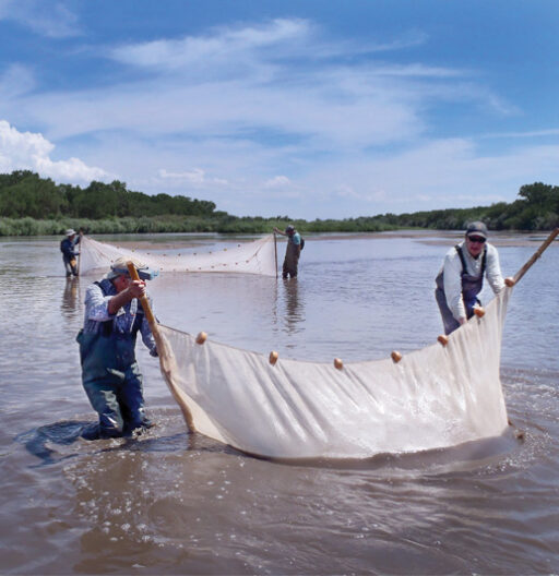 Fisheries Sampling Study in the Middle Rio Grande River