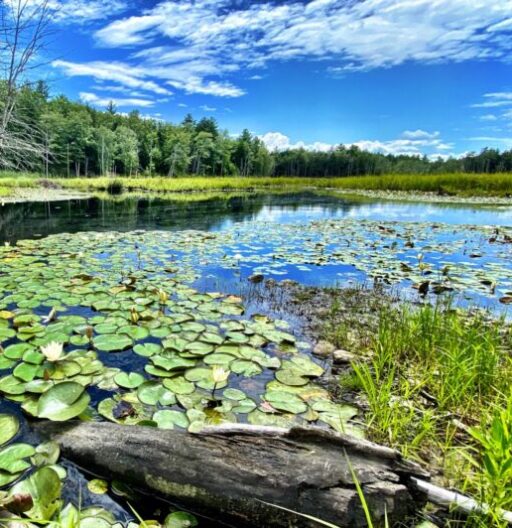 Water lillies on a river on a sunny day