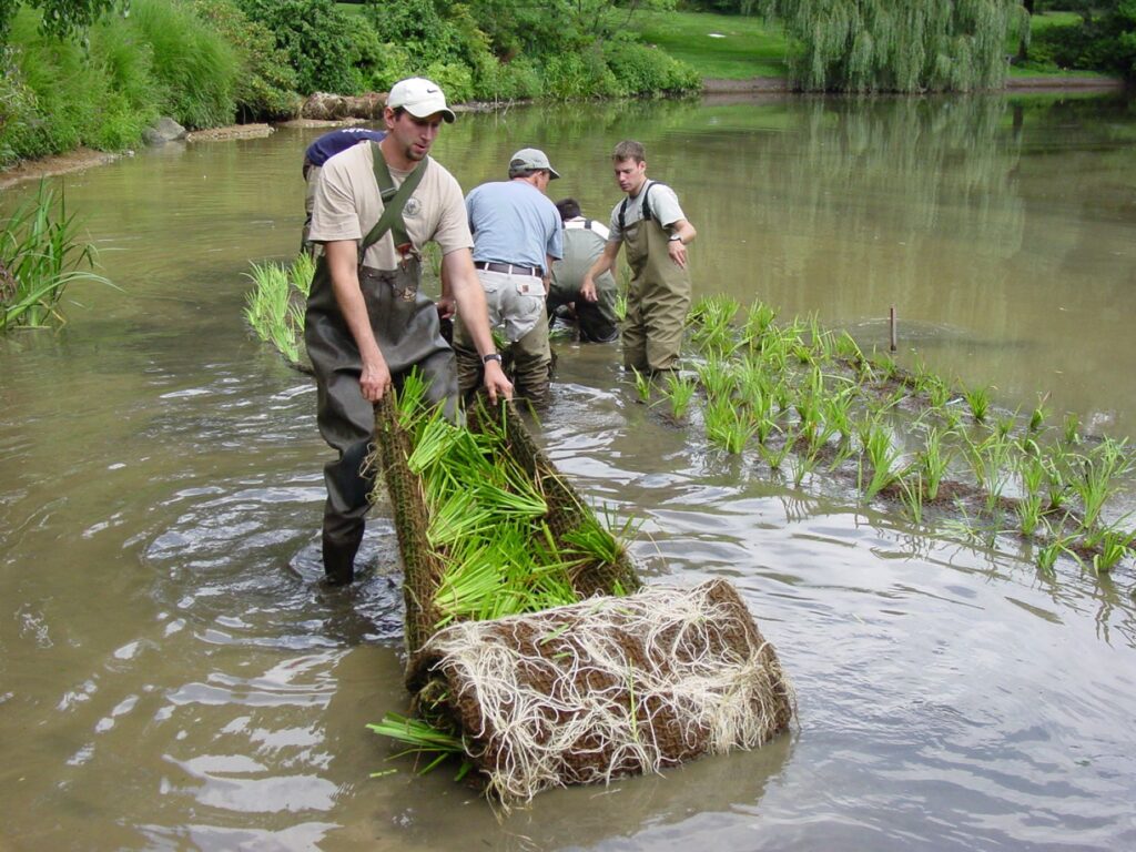 Several people wearing waders work in a body of shallow water. One man rolls out vegetation to plant it.