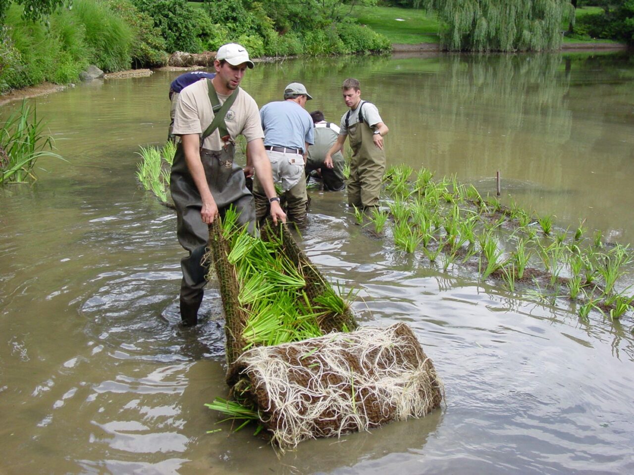 Several people wearing waders work in a body of shallow water. One man rolls out vegetation to plant it.