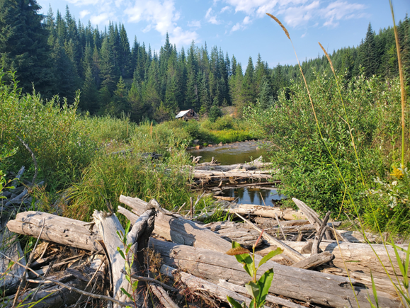 Large wood placements along the Lolo creek with vegetation growing on the side and trees in the background.